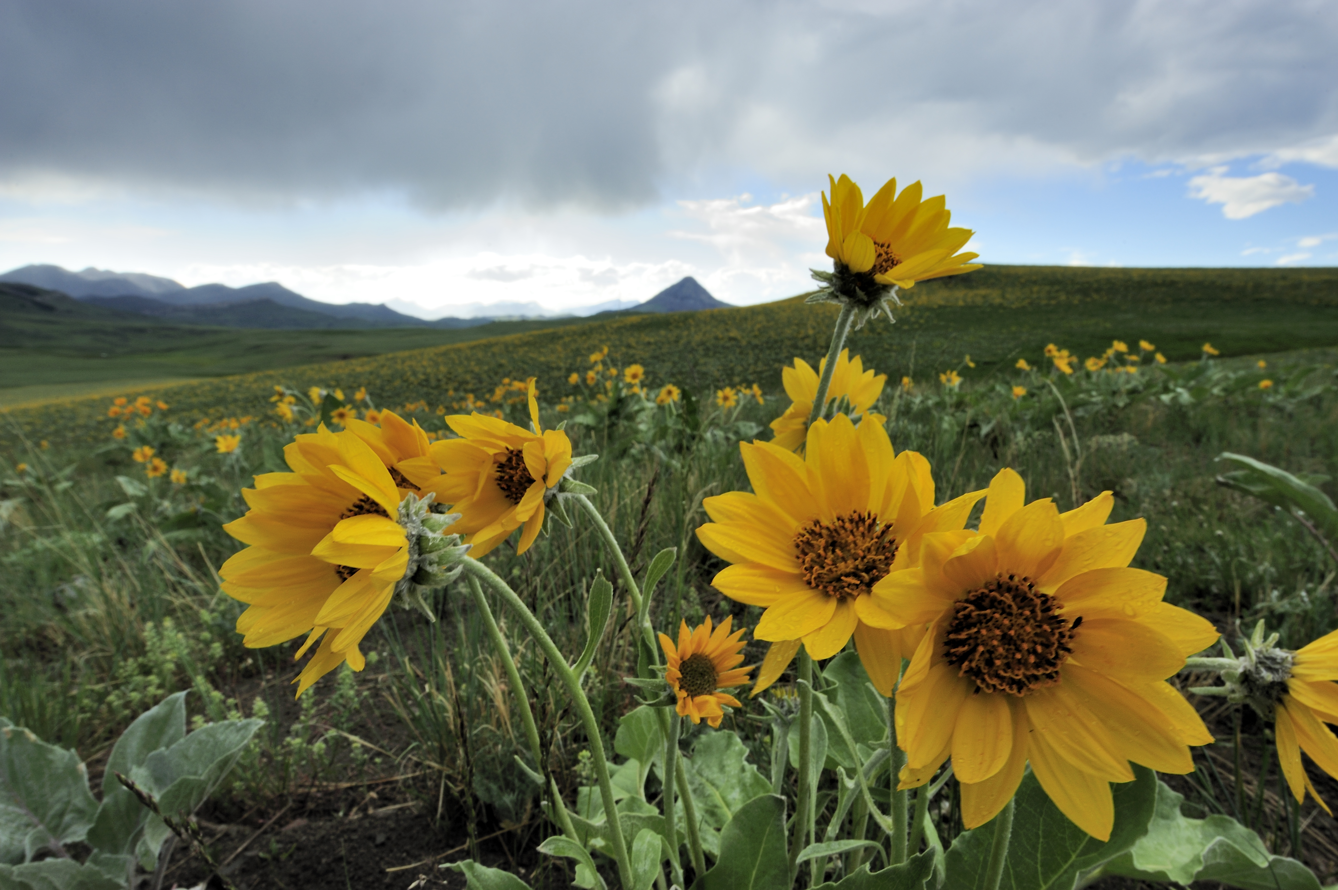 Fields of arrow leaf balsam root on the Rocky Mountain Front